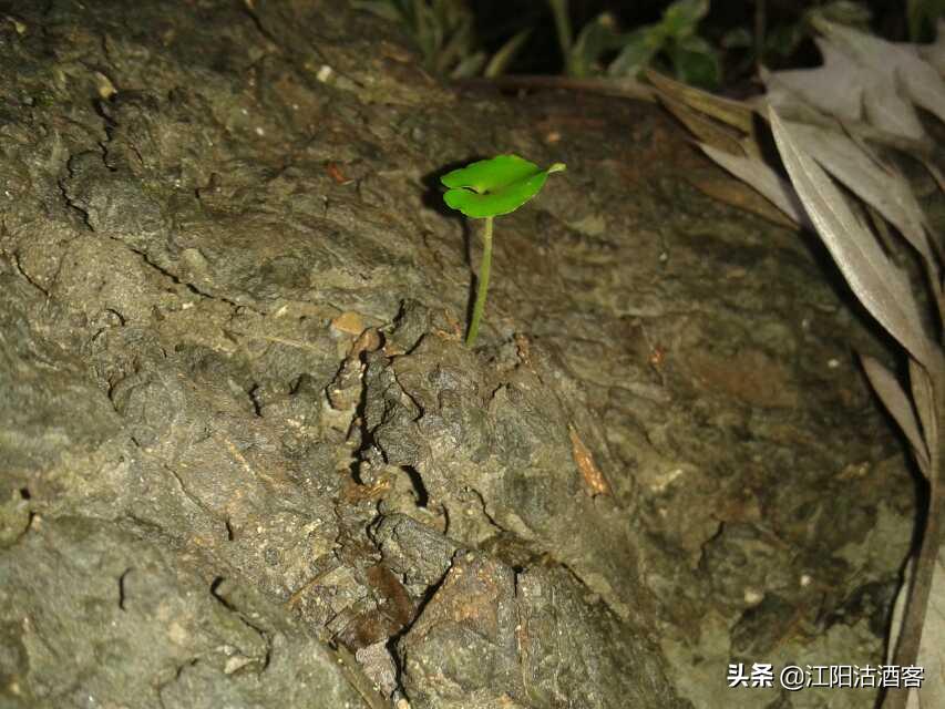 泸州江阳职高学校介绍,泸州江阳职高是民办吗