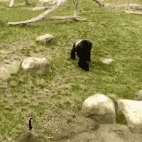 能不能养宠物鼠狗兔猫,能不能养宠物鼠猫狗呢