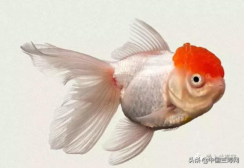 鹤顶红金鱼多久能长大,金鱼品种介绍之鹤顶红