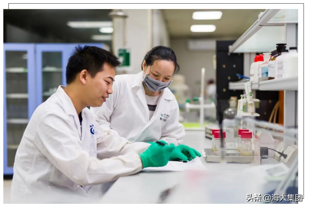 海大反刍饲料质量如何,海大对虾饲料质量怎么样