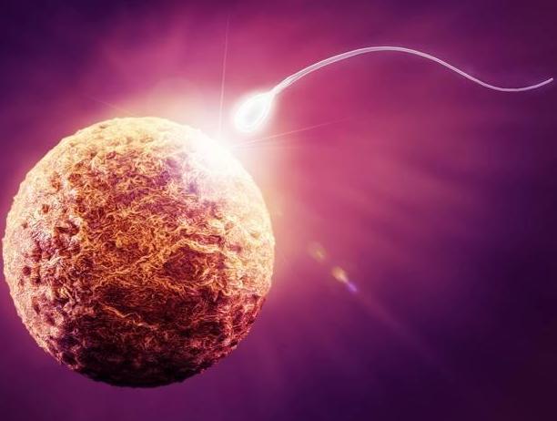 备孕期间卵泡发育不好怎么办,卵泡发育不良应该怎么调理