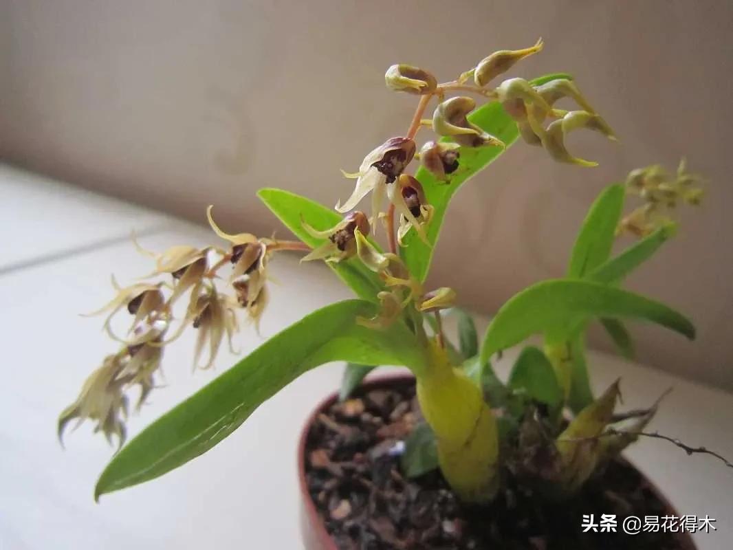 石斛分类小知识,石斛多少种哪一种比较好