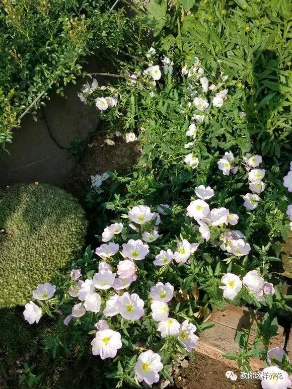 花儿养不好一定要学会这几招,花儿总是养不活