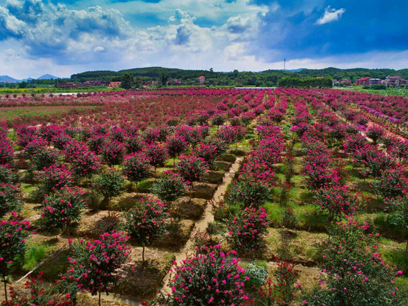 苗木一签两证,苗木两证一签什么意思