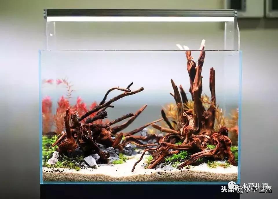 40厘米鱼缸杜鹃根造景,杜鹃根水草缸