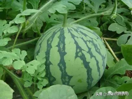 西瓜栽培技术有哪些,西瓜栽培技术全面的文字解释