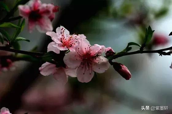 三生三世十里桃花的视频,三生三世十里桃花主题曲