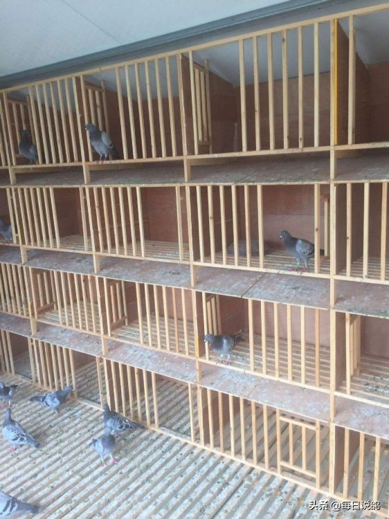 鸽舍建造及注意事项,鸽舍里面需要有什么