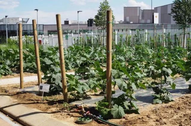意大利eataly,意大利eataly超市的创新设计