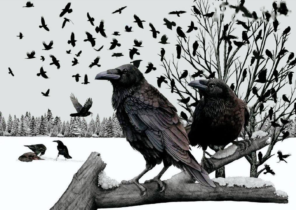 乌鸦死后，为什么周围会聚集一群活着的乌鸦？难道乌鸦也办葬礼？
