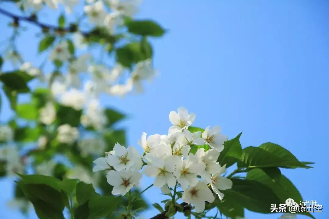 带你来樱花园看浪漫樱花,最美校园春天必打卡的樱花胜地
