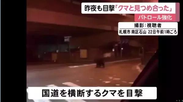 北海道市区接连两米巨熊，真实的熊出没好可怕！
