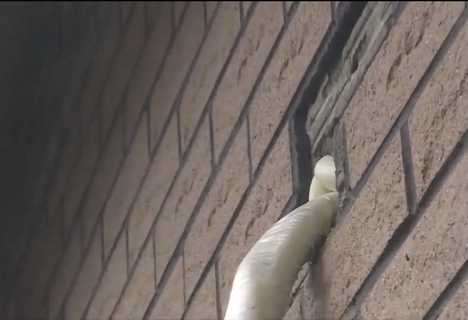 上海多名居民家中发现蝙蝠,家里进的蝙蝠会咬人吗