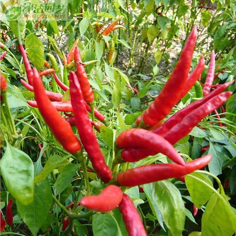 女大学生返乡创业开农庄,女大学生回村创业变成富婆