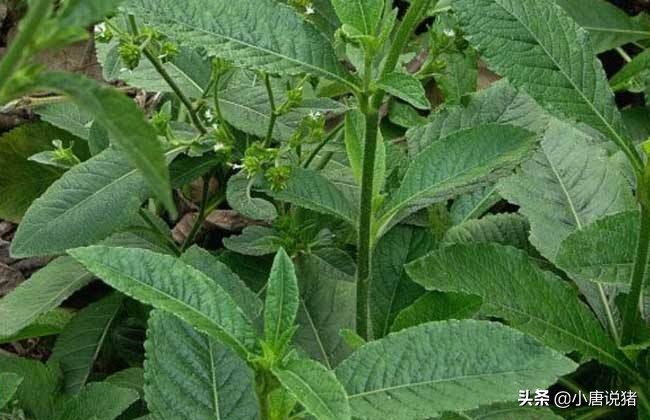 中药治非瘟特效药,中药治非瘟最佳配方