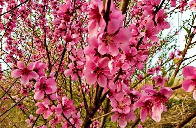 植物百科知识大全儿童,植物百科app