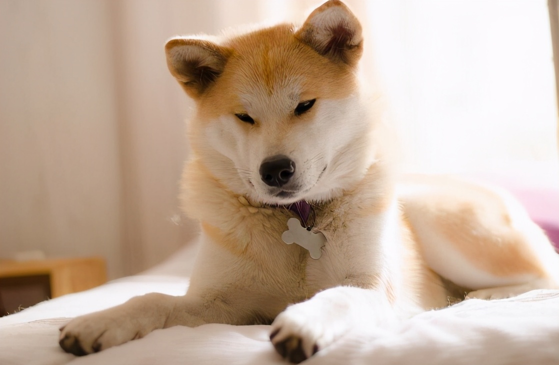 这几种狗狗千万别指望看门,什么小型犬狗看门护院比较好