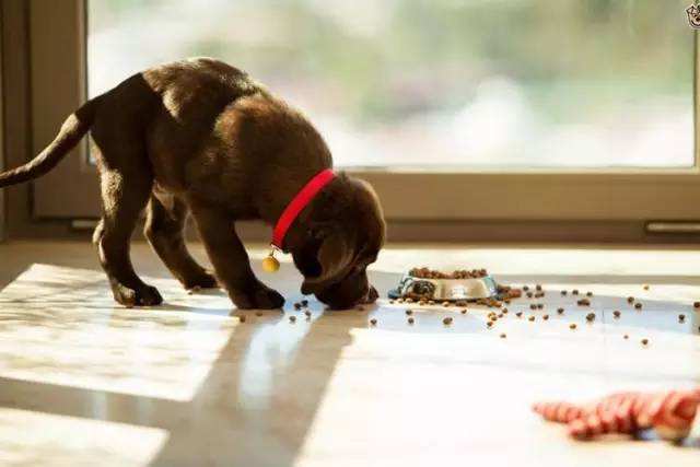 狗到底怎么喂最好,狗饮食该喂什么