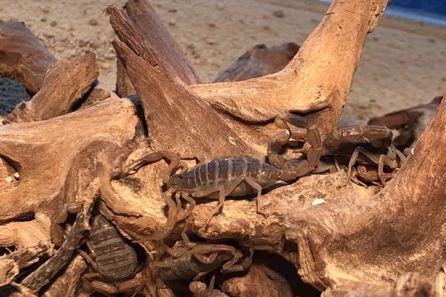 海花岛海洋乐园萌宠表演场,海花岛海洋乐园萌宠剧场