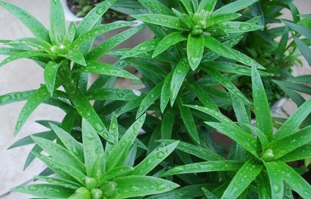 百合花花谢后可以挖出来移栽吗,百合花花谢了还会二次开花吗