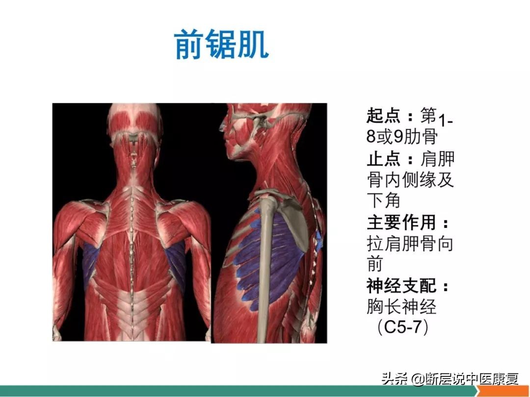 肩部肌肉解剖图详细图,肩部的16块肌肉分布图