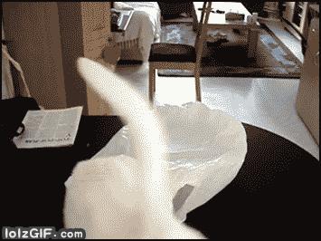 盘点那些霸道总裁猫咪,霸道总裁猫咪