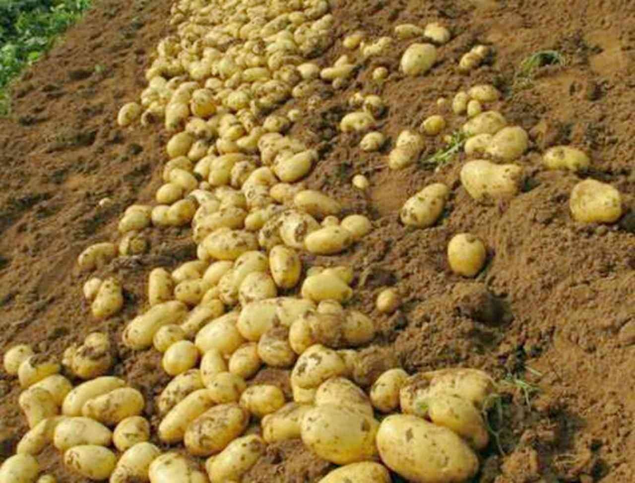 土豆滞销价格表,今年土豆为什么价这么低