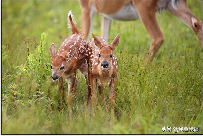佳能EF600mmf/4LISIIIUSM镜头评测