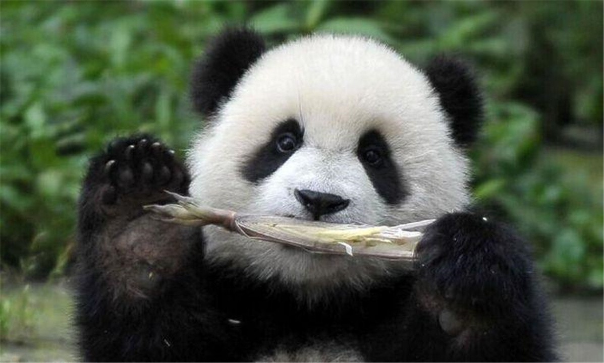 “竹子开花，马上搬家”，竹子开花真的预示有“大灾”要发生吗？