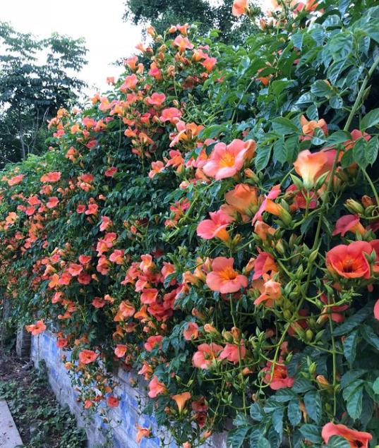 5种植物爱开花,适合北方家里养的32种花