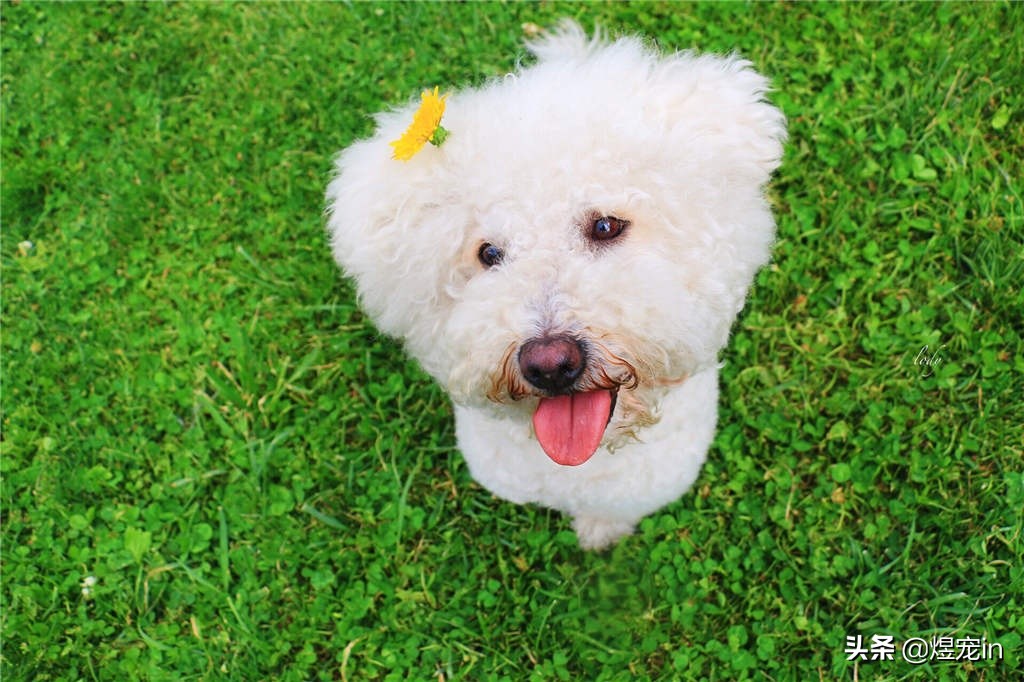 狗狗过敏怎么办最有效,狗狗过敏怎么办最有效的方法