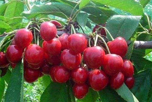 樱桃好吃减脂做法,樱桃最漂亮的吃法