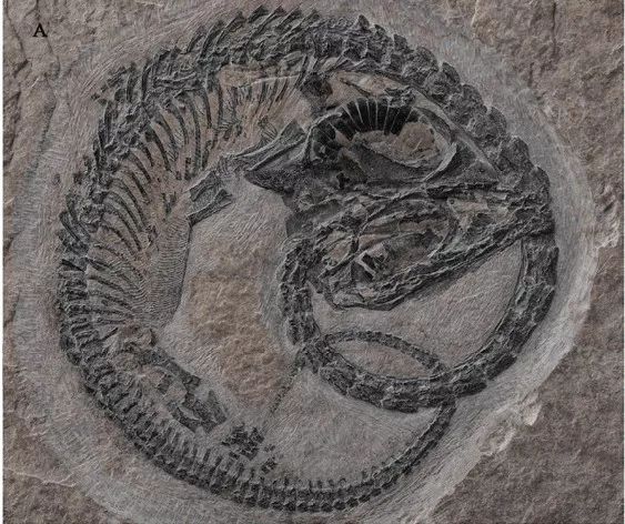 吃田螺吃到一股腥味有事吗,吃田螺吃到了些沙有事吗