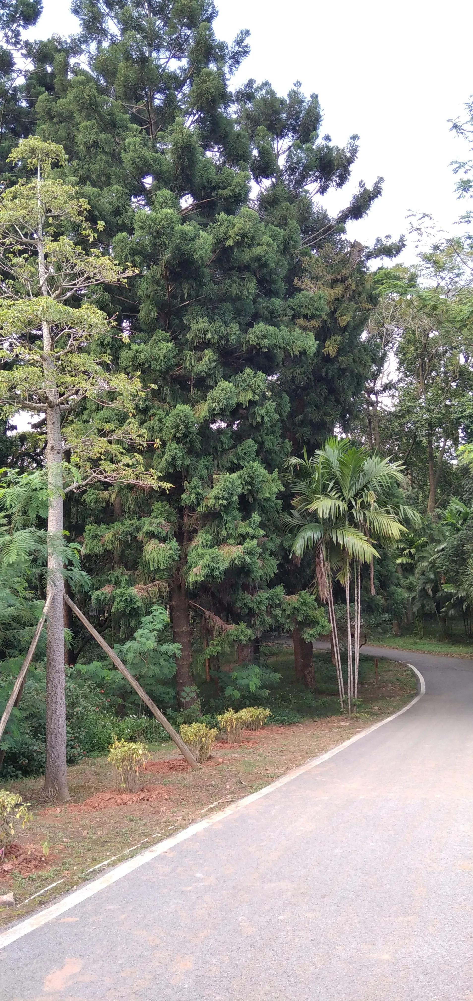 良凤江国家森林公园在哪里啊,良凤江国家森林公园