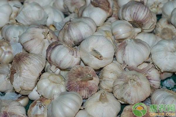 今日大蒜价格多少钱一斤？5月27日各地大蒜价格最新行情汇总
