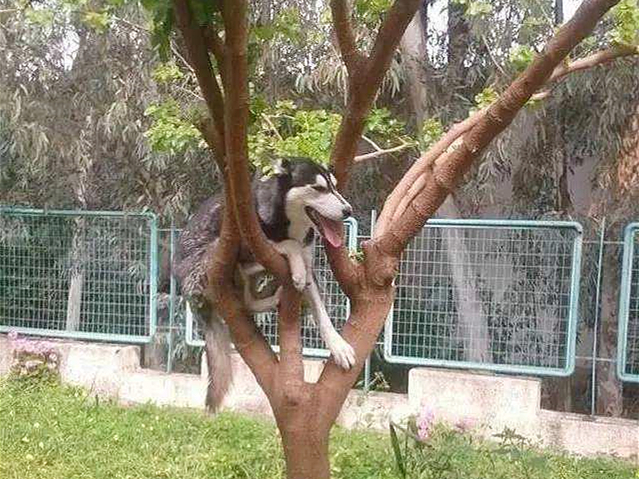 哈士奇辟谣,哈士奇不听话铲屎官拿出一样兵器