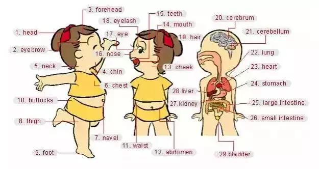 家长收藏孩子受益好物推荐,儿童英语物品词汇大全