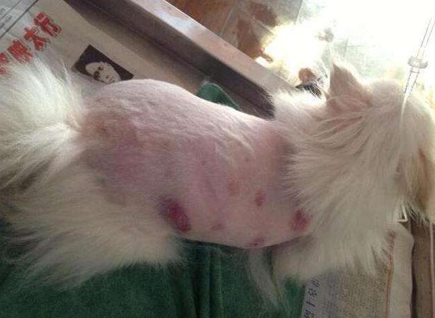 博美掉毛期是什么时候,博美掉毛期的样子图片