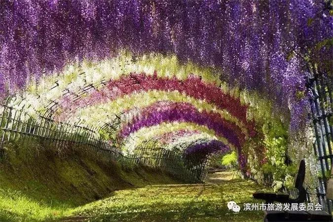 紫藤风铃艺术节,紫藤艺术节