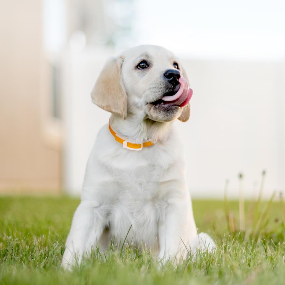 有品大降价！4款好物可让铲屎官少折腾，最高不过百最低不到十块