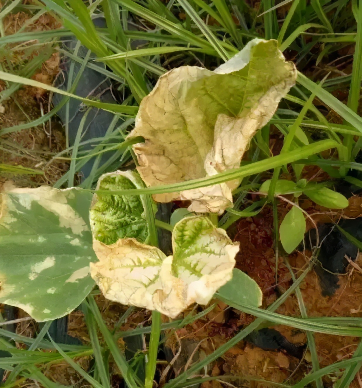 除草剂漂移药害谁负责,除草剂漂移产生的纠纷怎么处理