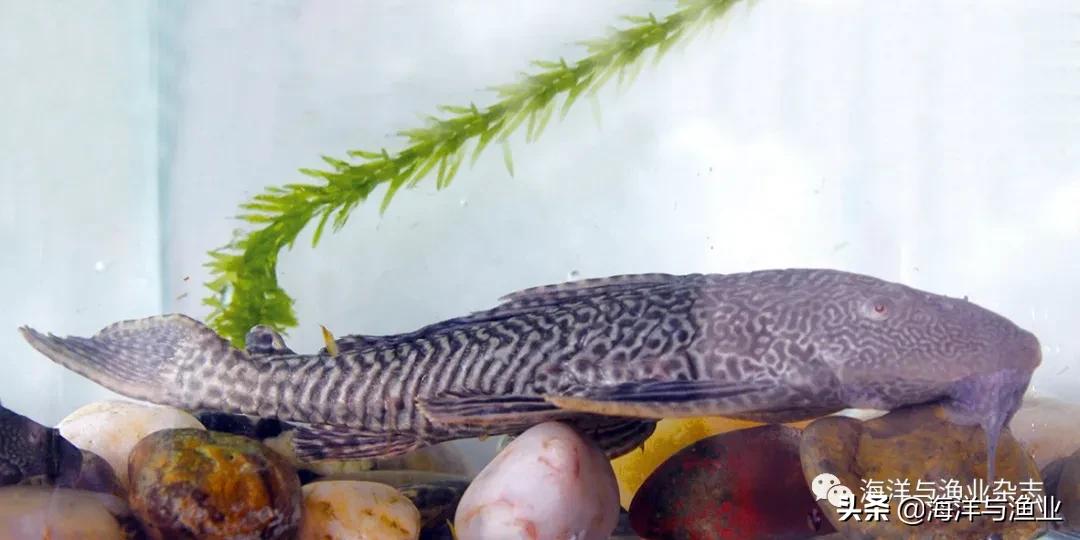 北方江河常见水生生物,陆生生物水生生物有哪些