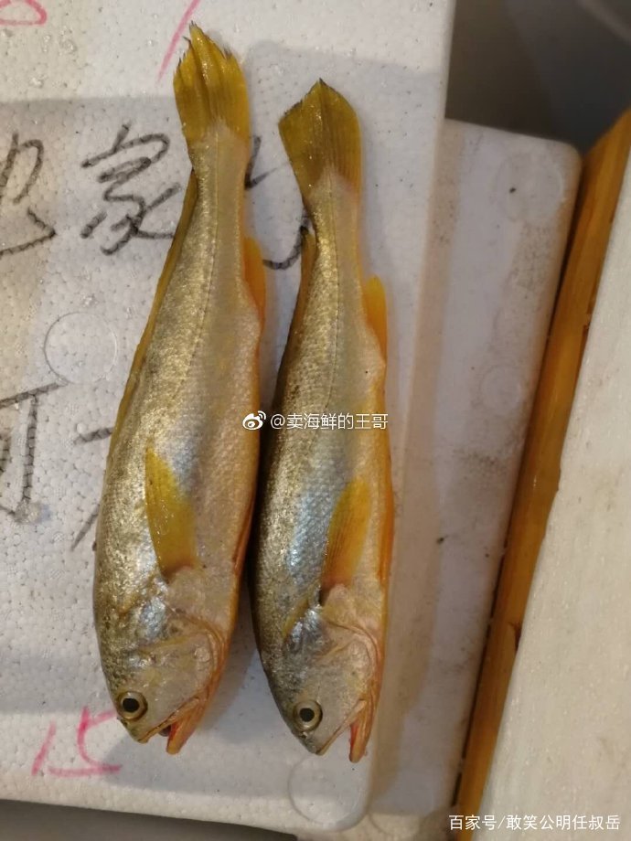 大黄鱼这么贵是因为营养更高吗,野生大黄鱼的五个不一样