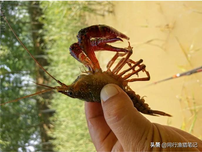 如何在鱼塘里钓龙虾,钓不到鱼鱼在水面游