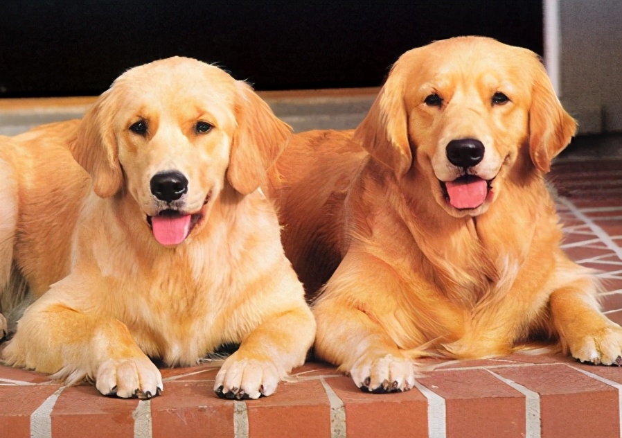 什么狗粮美毛效果好,狗粮中什么配方起到美毛作用