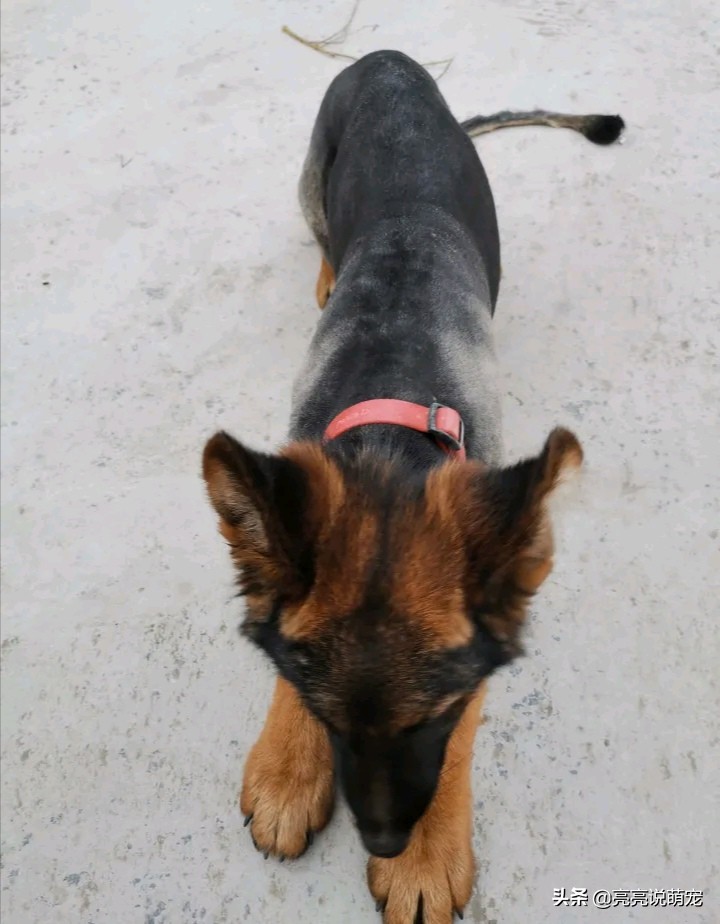 主人给狗狗剪的新造型,主人给狗剪新造型视频