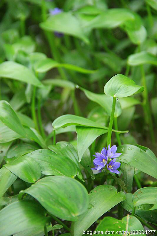 鸭舌草是中药吗,鸭舌草药