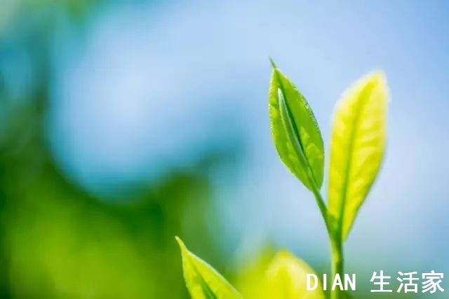 喝剩的茶叶渣子有这么多的用处，你还不知道？