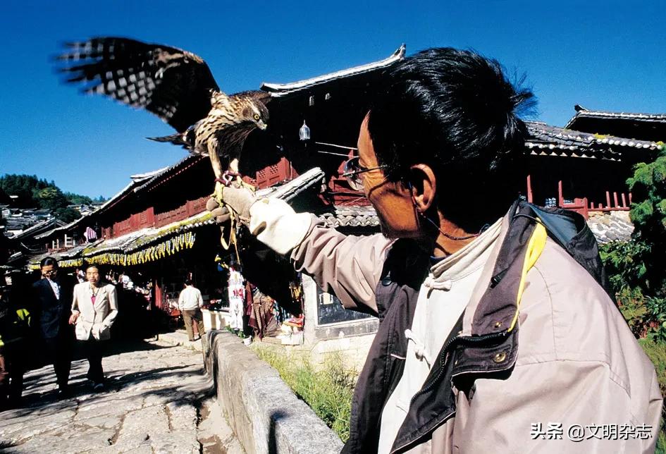 纳西鹰猎的视频,纳西鹰猎精彩视频