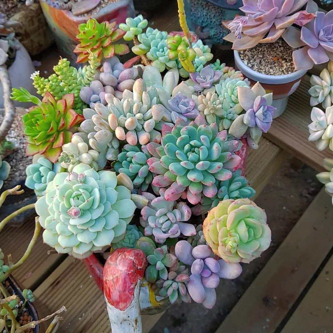 肉肉长根瘤怎么处理,肉肉养殖前的处理方法